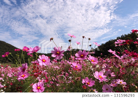 秋天天空中，粉紅色的波斯菊格外引人注目 - 5 131596293