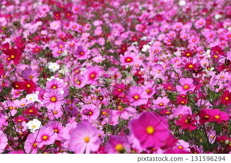 宛如花毯的波斯菊田 - 第 2 部分 宛如花毯的波斯菊田 - 第 2 部分 131596294