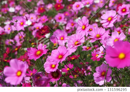 宛如花毯的波斯菊田 - 3 宛如花毯的波斯菊田 - 3 131596295