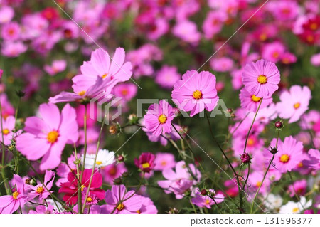 秋日氣息中，盛開的波斯菊 131596377