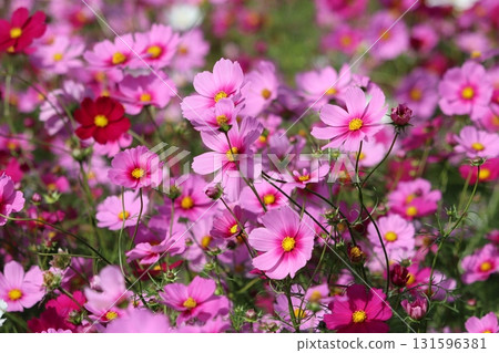 小花盛開的秋季里山 小花盛開的秋季里山 131596381