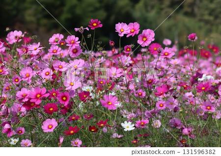 里山周圍鮮花盛開，生氣勃勃 131596382