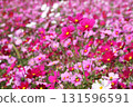 宛如花毯的波斯菊田 - 七 131596591