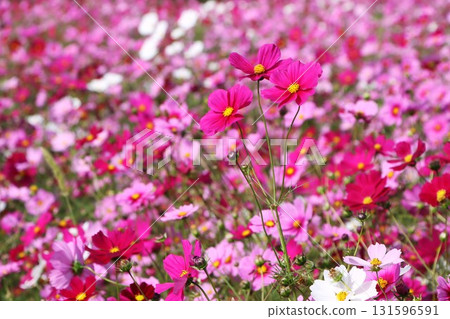 宛如花毯的波斯菊田 - 七 宛如花毯的波斯菊田 - 七 131596591
