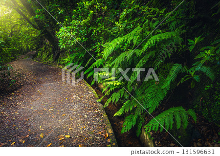Fantastic levada hiking trail near water canal, Madeira Island, Portugal Fantastic levada hiking trail near water canal, Madeira Island, Portugal 131596631