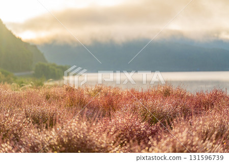 【山梨縣】河口湖大石公園：清晨陽光下閃耀著晨露的藜蘆樹 131596739