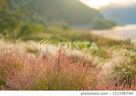 [Yamanashi Prefecture] Lake Kawaguchi Oishi Park: Kochia trees shining with morning dew in the morning light 131596740