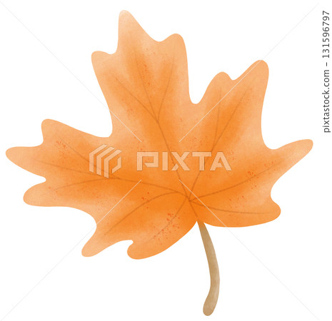 Maple leaf autumn harvest in watercolor style of seasonal thanksgiving for holiday celebration 131596797