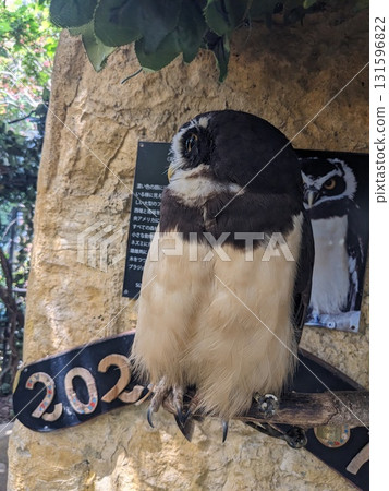 貓頭鷹 森林賢者 131596822