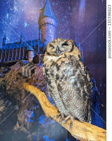 貓頭鷹 森林賢者 貓頭鷹 森林賢者 131596823