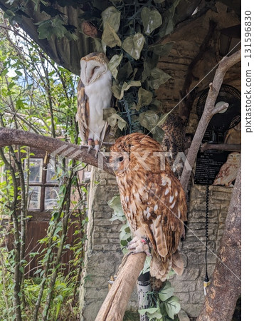 貓頭鷹 森林賢者 貓頭鷹 森林賢者 131596830