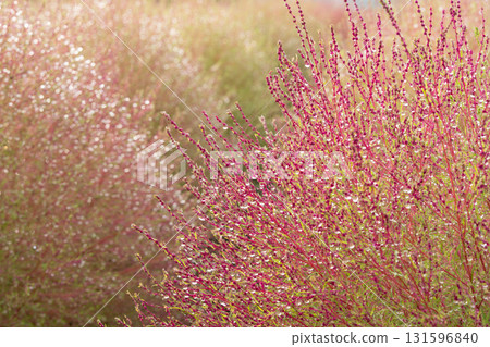 清晨陽光下閃耀著晨露的藜 131596840