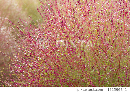 清晨陽光下閃耀著晨露的藜 131596841