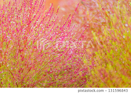 Kochia with morning dew shining in the morning light Kochia with morning dew shining in the morning light 131596843