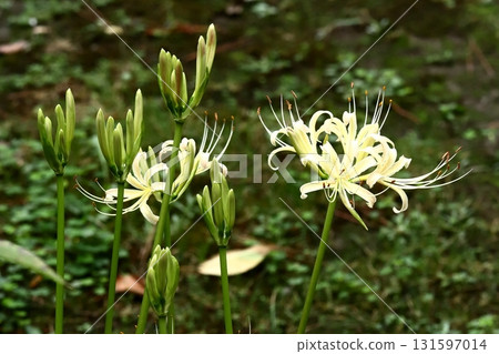 Higanki flower close-up Higanki flower close-up 131597014