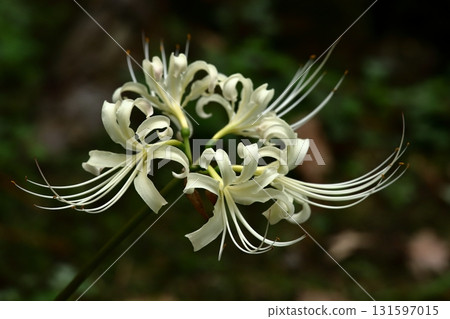 Higanki flower close-up Higanki flower close-up 131597015