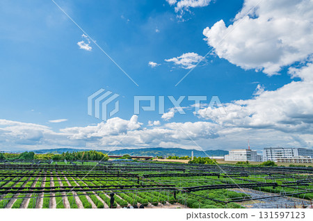 京都府久禦山町木津屋橋木津川河床茶園 京都府久禦山町木津屋橋木津川河床茶園 131597123
