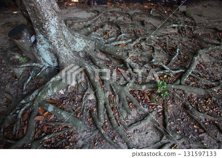 Tree root 131597133