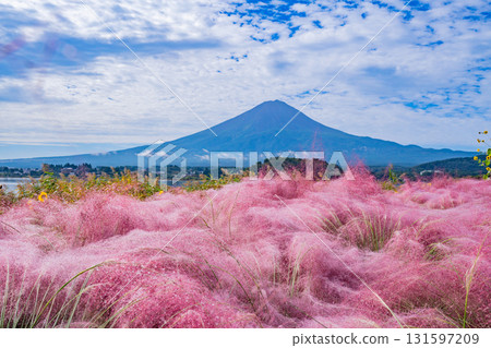 【山梨縣河口湖大石公園】透過晨露閃耀的穆倫貝格亞樹，眺望富士山 131597209