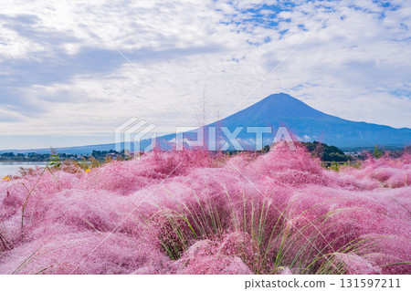 [Oishi Park, Lake Kawaguchi, Yamanashi Prefecture] Mount Fuji seen through the Muhlenbergia sparkling with morning dew 131597211
