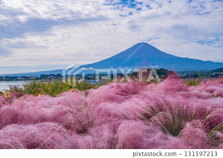 【山梨縣河口湖大石公園】透過晨露閃耀的穆倫貝格亞樹，眺望富士山 131597213