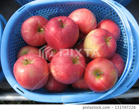 Apple harvest (Tsugaru City, Aomori Prefecture) Apple harvest (Tsugaru City, Aomori Prefecture) 131597226