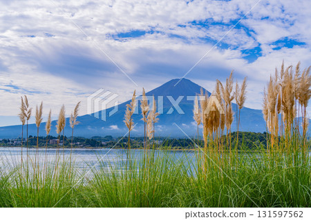 [Yamanashi Prefecture] Kawaguchiko Oishi Park, Pampas grass on the promenade and Mt. Fuji 131597562