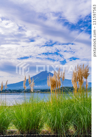 [Yamanashi Prefecture] Kawaguchiko Oishi Park, Pampas grass on the promenade and Mt. Fuji 131597563