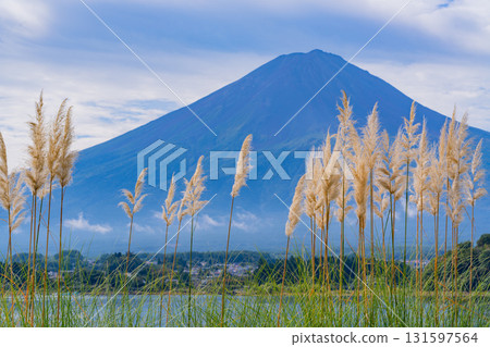 [山梨縣] 河口湖大石公園、散步道上的芒草和富士山 131597564