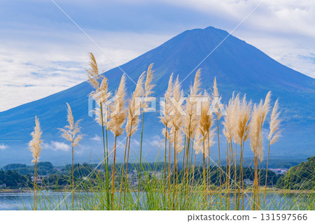 [山梨縣] 河口湖大石公園、散步道上的芒草和富士山 131597566