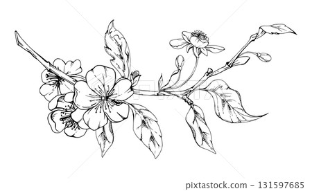 Cherry sakura white flower with plant leaves on branch, hand drawn vector ink, wildflower botanical illustration. Isolated garland composition. Scrapbooking, florist shop, decoupage, wedding cards Cherry sakura white flower with plant leaves on branch, hand drawn vector ink, wildflower botanical illustration. Isolated garland composition. Scrapbooking, florist shop, decoupage, wedding cards 131597685