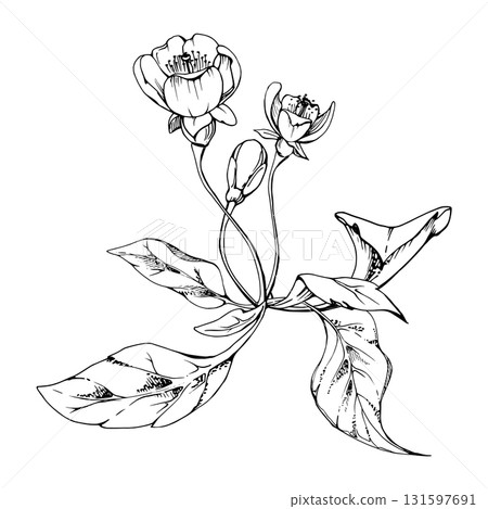 Cherry sakura white flower and bud on stems, hand drawn vector ink, plant leaves, wildflower botanical illustration. Isolated buttonhole composition. Scrapbooking, florist shop, decoupage, wedding Cherry sakura white flower and bud on stems, hand drawn vector ink, plant leaves, wildflower botanical illustration. Isolated buttonhole composition. Scrapbooking, florist shop, decoupage, wedding 131597691