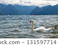 One white swan swimming on Lake Traunsee, mountains in the background, Austria 131597714