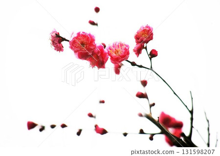 甜紅海鯛 131598207