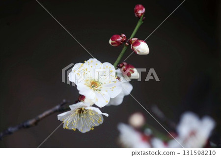 已經開始盛開的白梅花 131598210