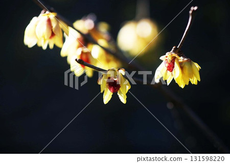 被朝陽喚醒的臘梅花 131598220