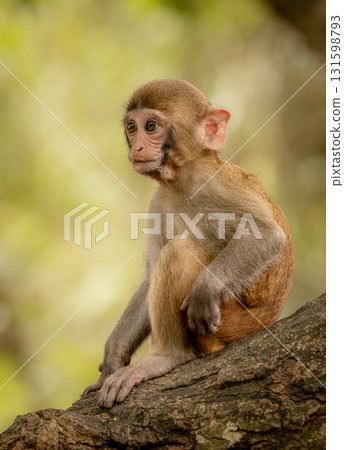 Macaques in nature. Macaques constitute a genus (Macaca) of gregarious monkeys. Macaques in nature. Macaques constitute a genus (Macaca) of gregarious monkeys. 131598793