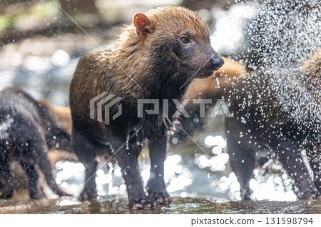 Bush dog (Speothos venaticus) in nature. Bush dogs are found from Panama in Central America, through much of South America. 131598794