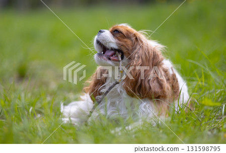 Cavalier King Charles Spaniel dog on a walk in the summer park. 131598795