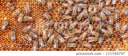 Honey Bees working on honeycomb close-up shot. Honey Bees working on honeycomb close-up shot. 131598797