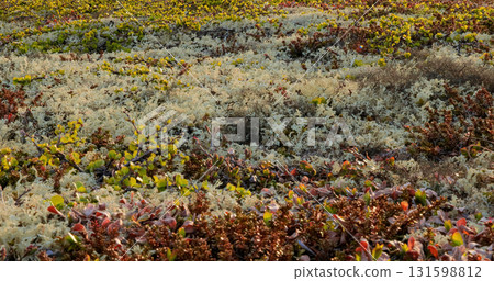 Arctic Tundra lichen moss close-up. Found primarily in areas of Arctic Tundra, alpine tundra, it is extremely cold-hardy. Cladonia rangiferina, also known as reindeer cup lichen. 131598812