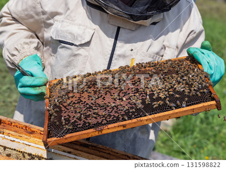 Beekeeper wearing a protective suit tending to beehives ensuring the well-being of the bees. Honey bees flying into wooden beehives. 131598822