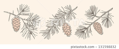 Set of pine branches with cones. Sketch. Hand drawn illustration in vintage style. 131598832