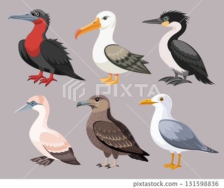 Collection of colorful seabirds. Frigatebird, albatross, cormorant, puffin, skua and others. Ornithology Illustration. 131598836