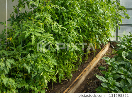 Green tops of young growing tomatoes, growing vegetables in a greenhouse Green tops of young growing tomatoes, growing vegetables in a greenhouse 131598851