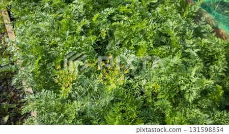 Top view of densely growing carrot greens in a garden bed 131598854