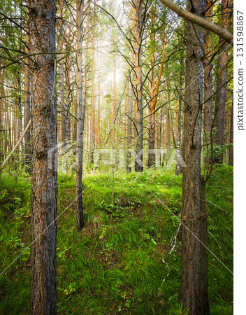 Morning light and sun rays in pine forest, green moss, natural background Morning light and sun rays in pine forest, green moss, natural background 131598867