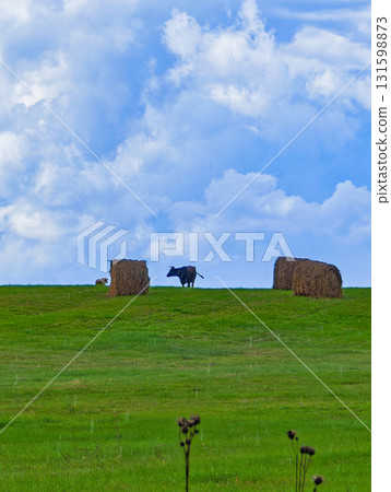 Silhouette of a cow on a hillside pasture between hay bales under a cloudy sky Silhouette of a cow on a hillside pasture between hay bales under a cloudy sky 131598873