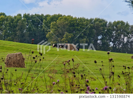 Cows on a green hillside with hay bales, summer rural landscape Cows on a green hillside with hay bales, summer rural landscape 131598874