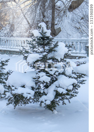 Landscape website background, snowy garden with soft sunlight, conifers in winter 131598899